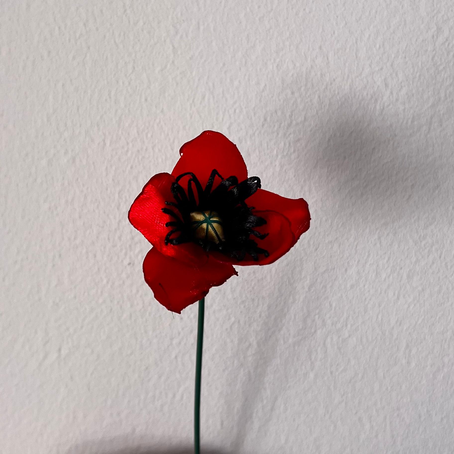Papoila