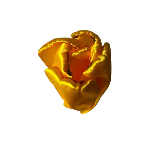 Tulipa
