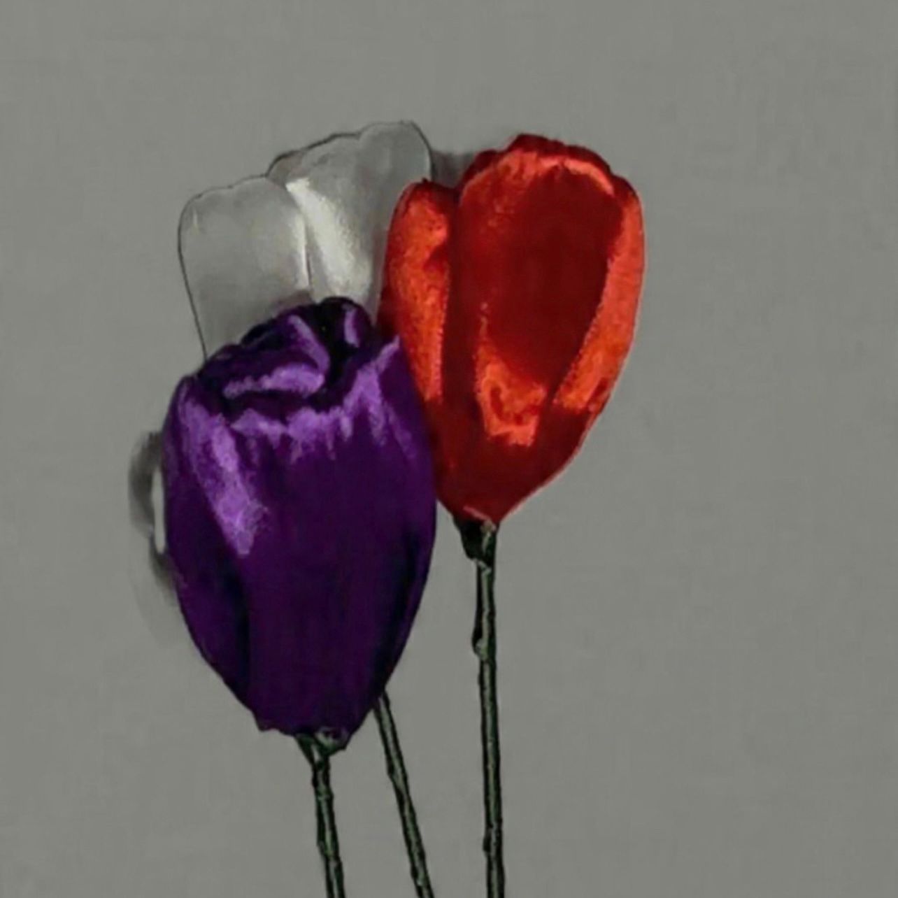 Tulipa
